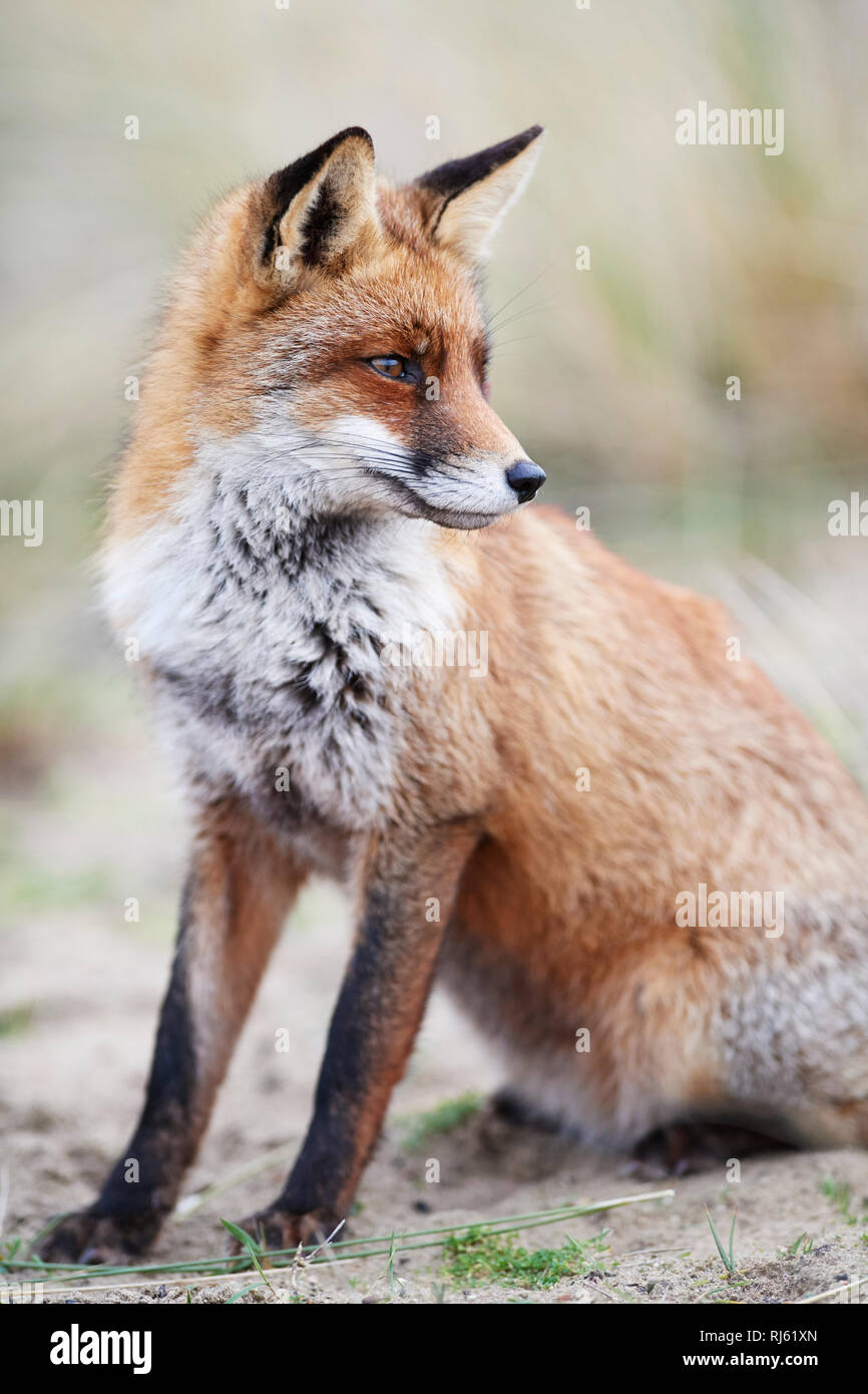 Fox (Vulpes vulpes) Banque D'Images