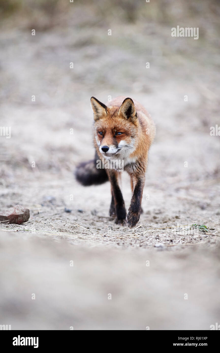 Fox (Vulpes vulpes) Banque D'Images