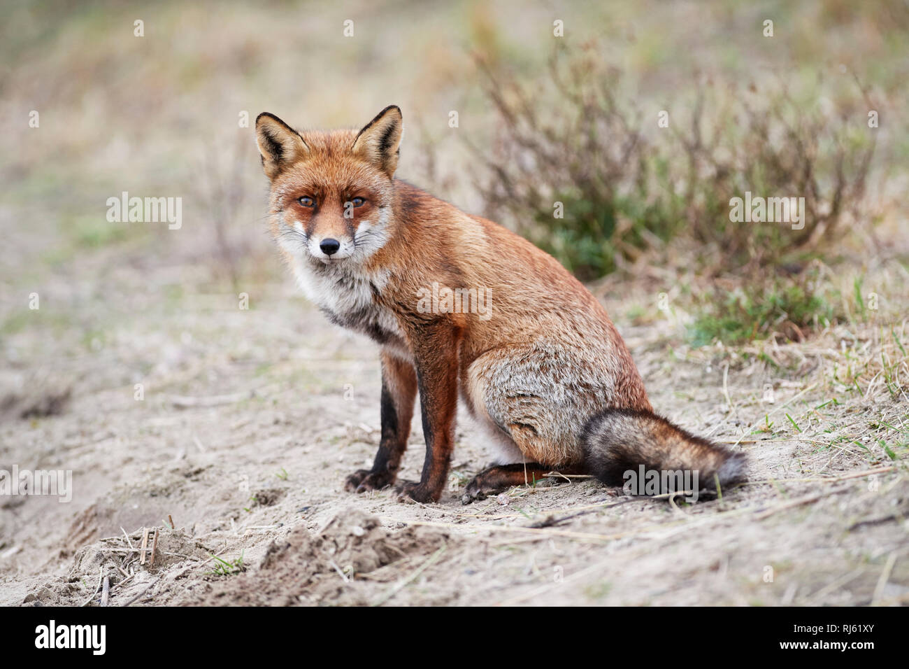 Fox (Vulpes vulpes) Banque D'Images