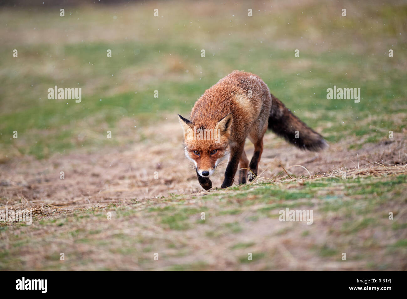 Fox (Vulpes vulpes) Banque D'Images
