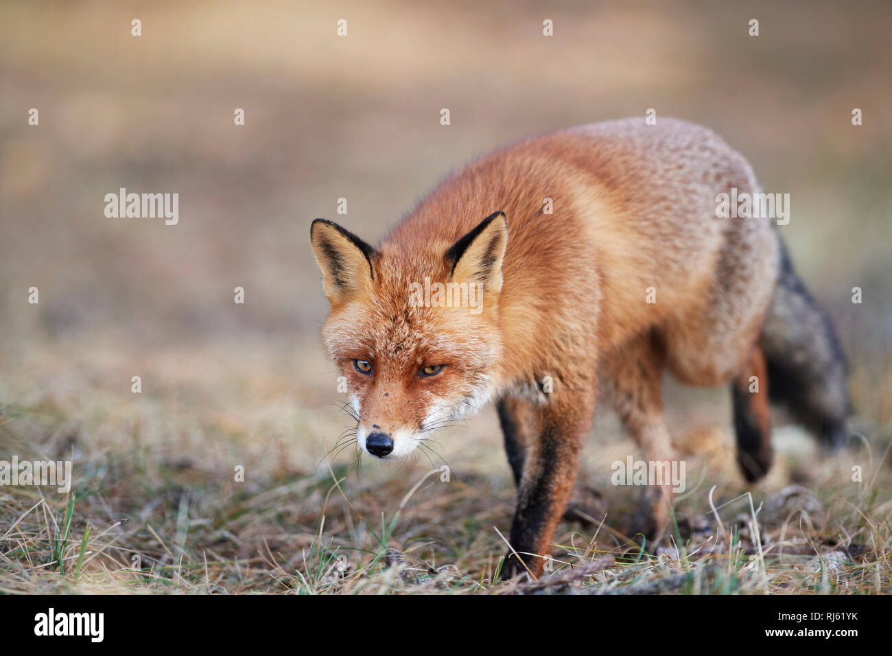 Fox (Vulpes vulpes) Banque D'Images