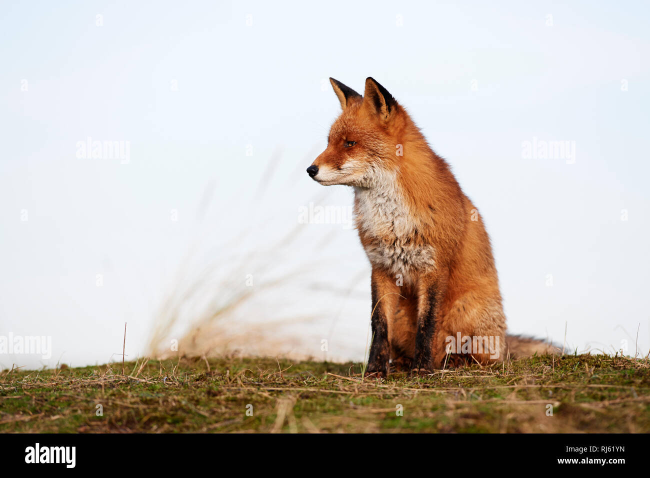 Fox (Vulpes vulpes) Banque D'Images