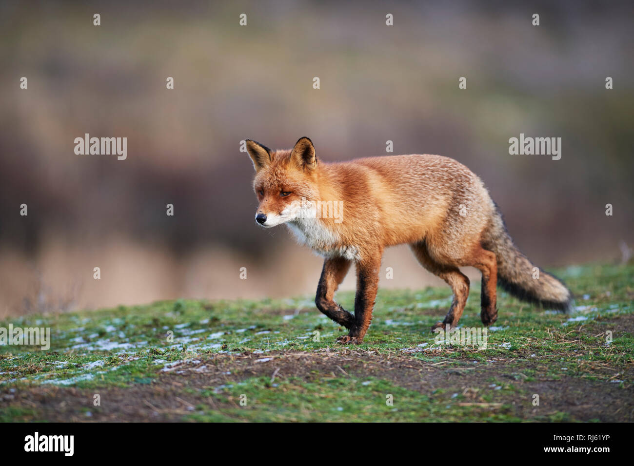 Fox (Vulpes vulpes) Banque D'Images