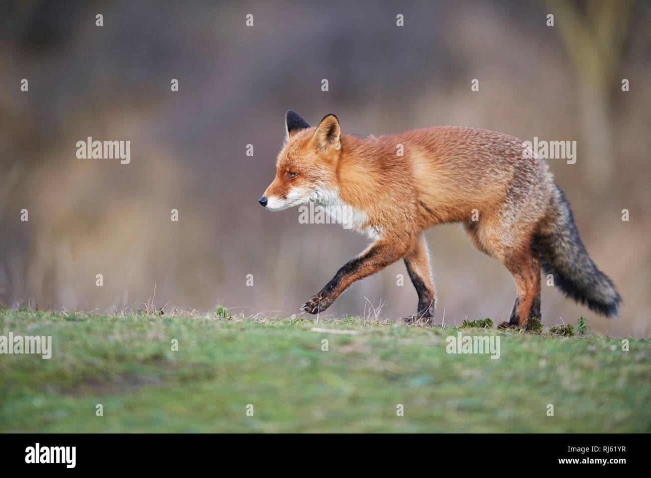Fox (Vulpes vulpes) Banque D'Images