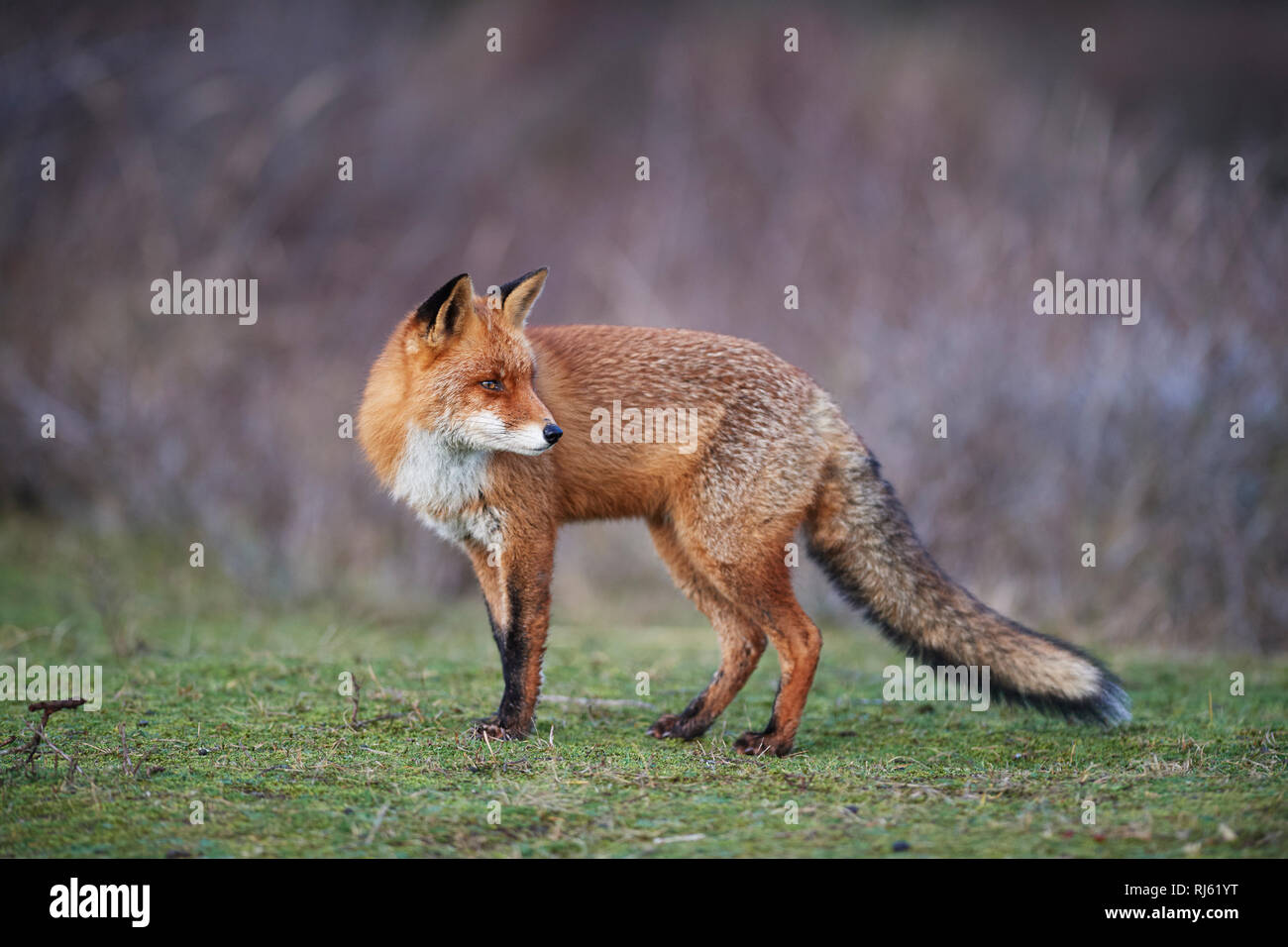 Fox (Vulpes vulpes) Banque D'Images