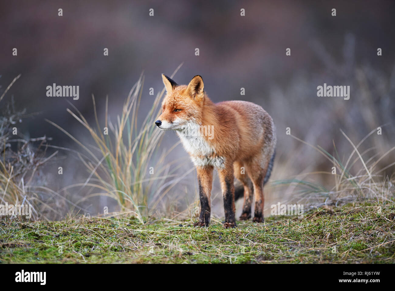 Fox (Vulpes vulpes) Banque D'Images