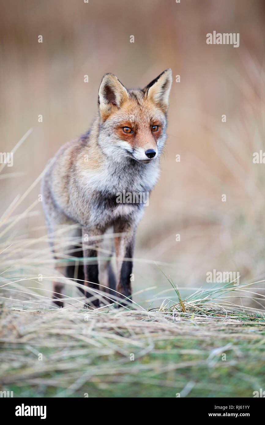 Fox (Vulpes vulpes) Banque D'Images