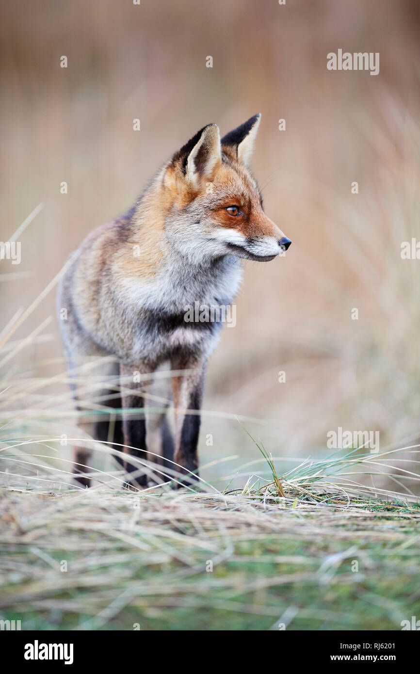 Fox (Vulpes vulpes) Banque D'Images