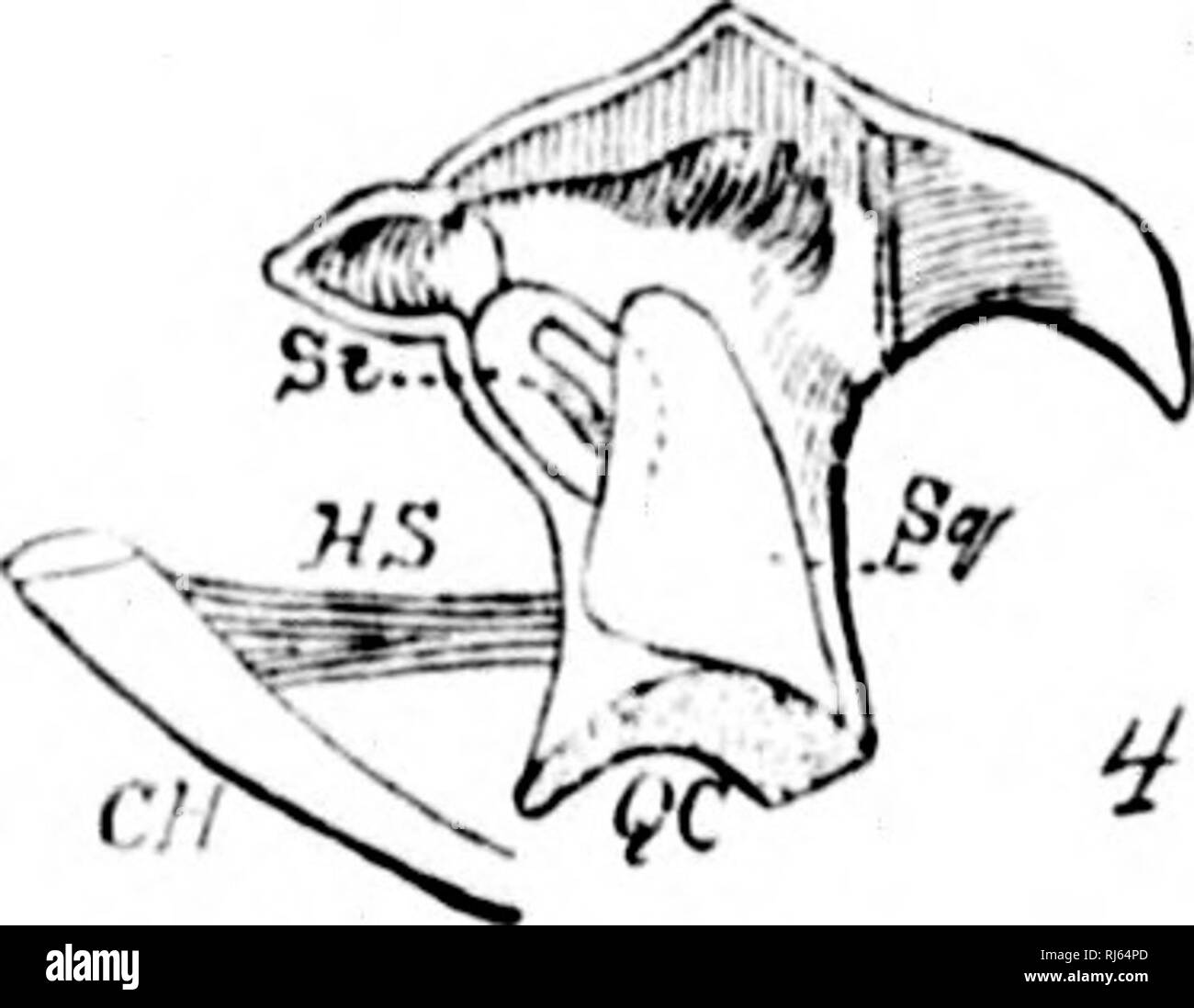 . L'Batrachia of North America [microform]. Amphibiens Amphibiens ;. j'.O^. Veuillez noter que ces images sont extraites de la page numérisée des images qui peuvent avoir été retouchées numériquement pour plus de lisibilité - coloration et l'aspect de ces illustrations ne peut pas parfaitement ressembler à l'œuvre originale.. Faire face, E. D. (Edward Drinker), 1840-1897. Washington : G. P. O. Banque D'Images