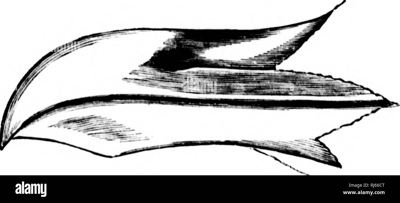 . Les oiseaux de l'eau d'Amérique du Nord [microforme]. Les oiseaux ; les oiseaux d'eau ; Oiseaux ; oiseaux aquatiques. Mf :^' Hab. Tlic var. Smithsonianus, en Amérique du Nord en général, plus csjiecially la côte Atlantique, où l'exteniling du Labrador à Cuba ; de l'Est du Maine reproduction northwanl ; de fréquentes tout au long de l'intérieur, sur les grandes eaux intérieures et, occasionnellement, sur la côte du Pacifique. Anjcntatiis cliieHy vrai L., paléarctique, mais occasionnel, ou occasionnels, dans l'Est de l'Amérique du Nord, mais le appaiontly iiredoniinant, voire exclusive, dans la région de la baie Cumberland. Si'. Omble chevalier. Des profils, dans siivimer : Ma Banque D'Images