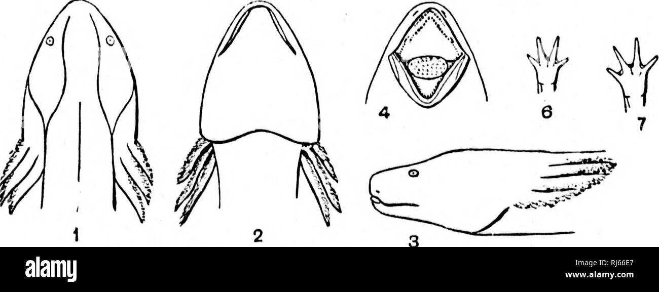 . L'Batrachia of North America [microform]. Les amphibiens ; Amphibiens. M. ....o, H U)0 2M, '"20 (),-(( o.v. ()Je :&gt ; o : !j ; 02 : ! (Ik ; 010 ; di ? Ii : ; :. La 15ATUACHIA D'AMÉRIQUE DU NORD. IIESKUVE SKRIES. CatiiloKiio Ulliubul 27 No.de'. H])L'C. 8348 n 78U7 h;1502 8r&gt;Â"0 88IR&gt ; !t20 : !  !T2ll7 791)7 ] 081101()8 !Â"745;il) 7(141 7011";Â"i(i7 n^ :. !) 7, paragraphe 1, paragraphe 187(i;t8 7(j(;j 7, paragraphe 1 : 7"(1127(1 ir&gt ; 12, paragraphe 1714(I')S 127fl i;i:i'.i.i 49 Localité. K'ii.ston. Iiaiiil KcdisK N. C (Whon, vuUectod Midi. Oct'â ; 1875 JUIH !â, 187.''-wlioiii recoivtd gt ; d. ^lasoii &AMP ; Welsher J. W. MiliuT &Lt ;;ira Banque D'Images