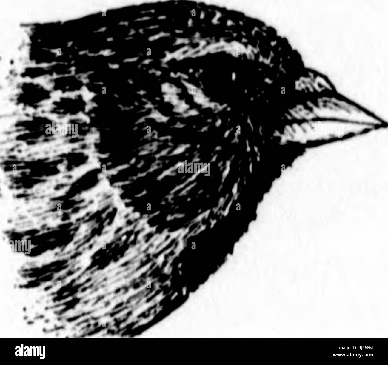 . Guide des oiseaux de l'Est de l'Amérique [microforme] : avec des clés à l'espèce et des descriptions de leurs plumages, nids et de leurs œufs, leur répartition et les migrations et un bref compte rendu de leurs habitudes et hante avec des chapitres d'introduction sur l'étude de l'ornithologie, la façon d'identifier les oiseaux et comment recueillir et conserver les oiseaux, leurs nids et de leurs œufs. Les oiseaux ; oiseaux ; Birds ; ornithologie ; ornithologie ; Oiseaux ; Oiseaux ; Oiseaux ; Ornithologie ; Ornithologie. Les pinsons, MOINEAUX, etc. 285. La FIA. 80.-Le Sizerin flammé. (Grandeur nature.) hr'iK'allumé rouge ; luu k-fuHcous rnyinh lirowii t;, le tVuthiTs iMinjiiu'il witli o Banque D'Images