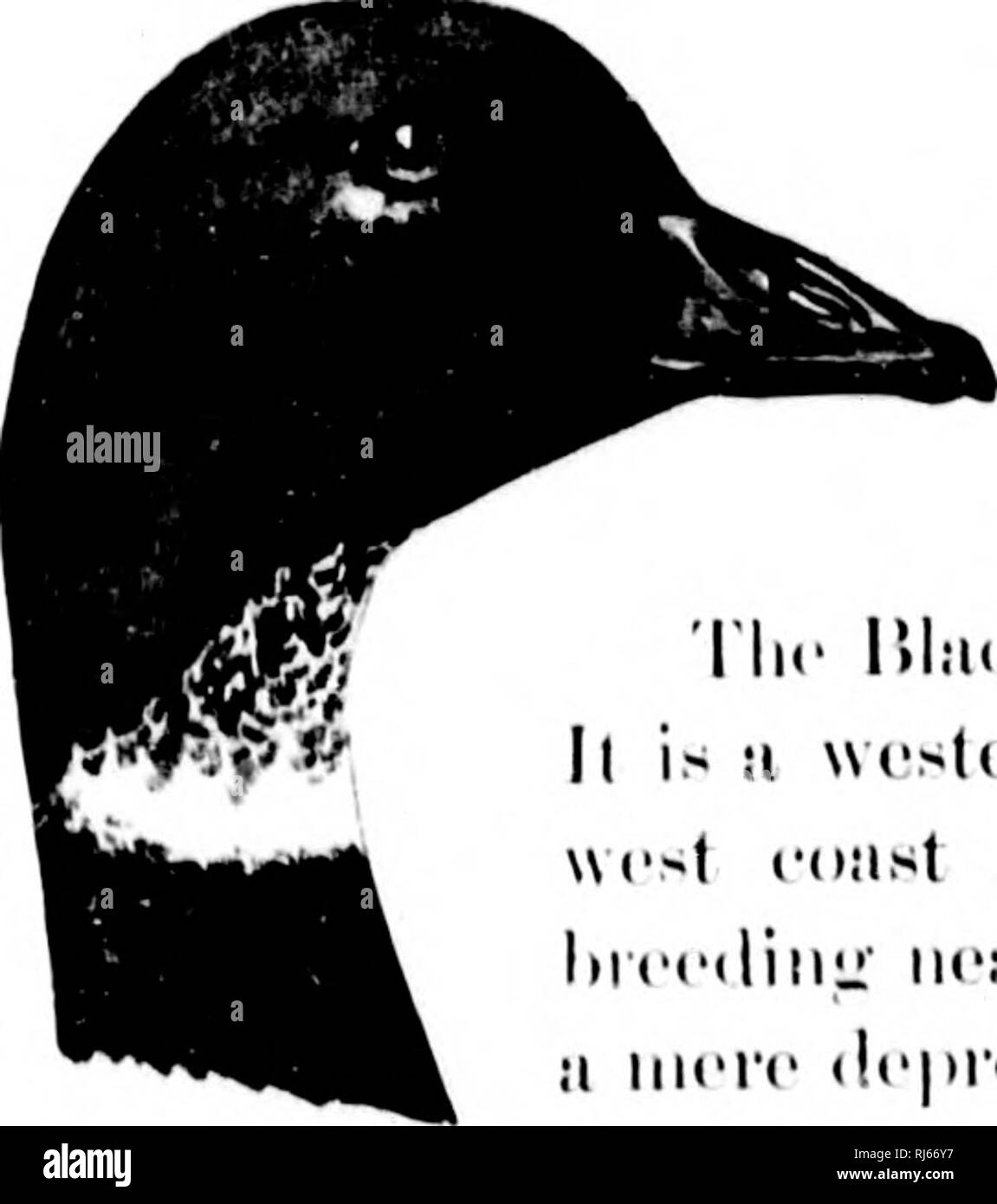 . Comment savoir que les canards, oies et cygnes de l'Amérique du Nord [microforme] : toutes les espèces qui sont regroupées en fonction de la taille et de la couleur. Canards Oies et cygnes ; ; oiseaux ; canards ; oies ; cygnes ; Oiseaux. ISl.'|ii'r Imi:j-je, lil.irU. c'N((|il ii |vous iiili III ! 111 111 faces !'' till. uliiili iiiiU- wliili Jiliil j' lil:u-U ; li nk;. y:i;II"li : liniwii liiiii;ri" cnviTl^ t:iil. wliilr liiuri :- ini'.-i-l, l'iti':iyi-li. -LiMiliiii iiiln wliili ;'' mi llir lu allezv. I.i'-lli. -Jri : Willi ;. i:i : l;ir-ii-. I.Il^ : hill. I..'((I. U'liiii ; !'.-- iVom .ntic cercle, il wlicrc lnccds. .-(L'iiilliv;iril mauvais r'-iistcrii au Nord Banque D'Images