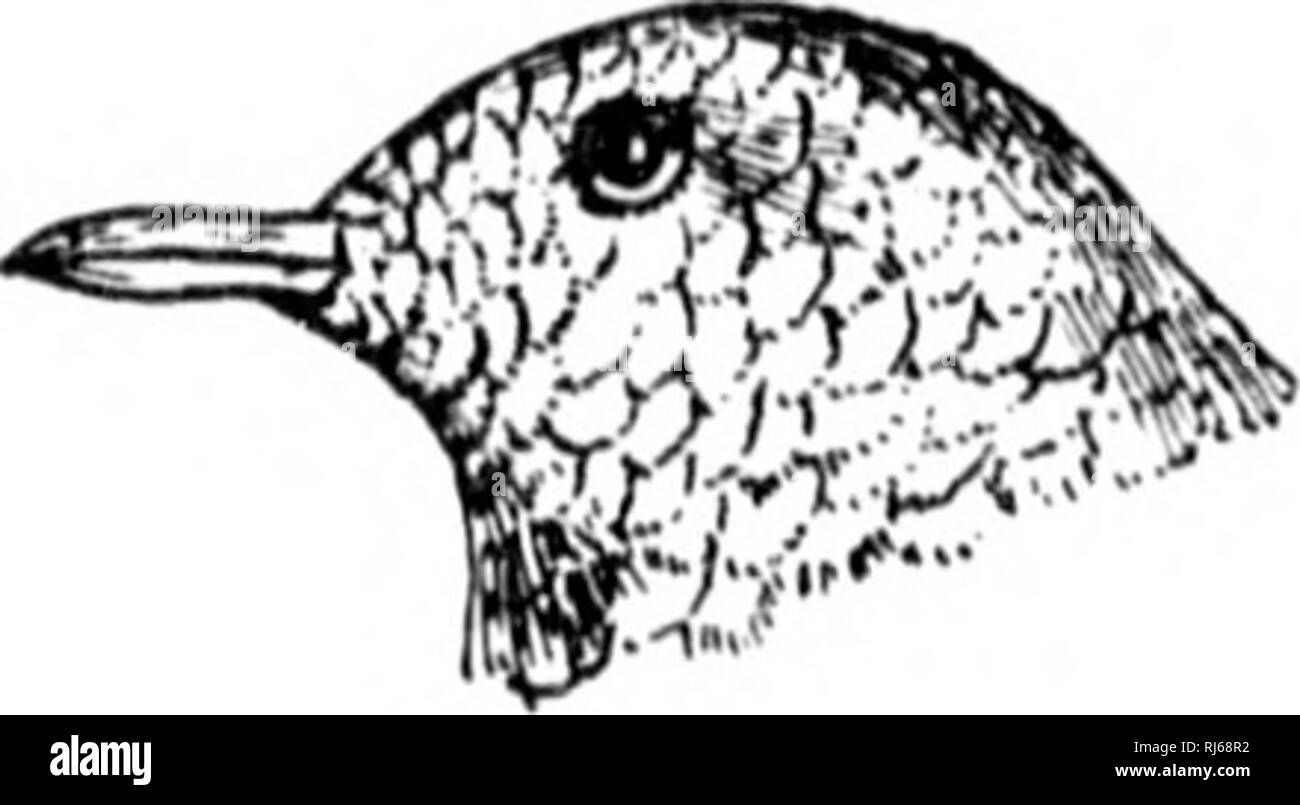 . Les oiseaux de l'Est de l'Amérique du Nord connu pour se produire à l'est de la quatre-vingt-dixième méridien [microform]. Les oiseaux sauvages, oiseaux, Oiseaux, oiseaux. tiiiit's, avec lavage de yt'llot sur uiiderparts ; pas wliite sur hauteur. 15111, très slij;htly notrheil ou accrochée à l'extrémité ; pas llalli'tii'd à. base, comme mal llic FlycatcliiTS ; beaucoup, ^^/. '''Un, s'est joint à l'Itase. J'laln V/// // iored liirds "n., nsually jrreciii&gt;h ou "jrayish VIREONID, au niveau de la famille/K. Les viréos. Voir &gt ; :'j;t- 271. Partie 2. Pointe de mandibule supérieure crantée ou pas accroché. (1.), j'ai les orteils ; narines, opeiiiiiii ; en une llesliy iiieiiiliraiie : Tarse, Banque D'Images