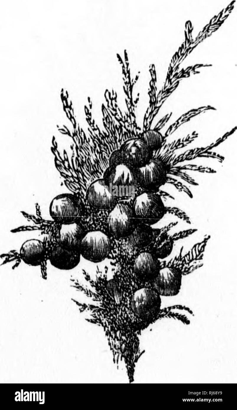 . L'Forester's illustrated guide [microform]. Les forêts et la foresterie ; Forêts et sylviculture. THK 102 FOHESTER Canadienne du Nouveau-Brunswick présente trente-huit sortes, vingt- sept arbres feuillus et conifères 11. AVe trouver en Nouvelle-Écosse trente-sept variétés, et de ces vingt-sept sont des feuillus et conifères 10. Prince Edward Island's présente à notre avis trente- quatre sortes, dont vingt-trois sont di^ciduous et onze conifères ; tandis qu'au Manitoba, les plus pauvres de tous les. 91.-feuilles et de graines de cèdre rouge. les provinces, peut seulement produire trente-et-une espèces, vingt- trois appartenant à la de Banque D'Images