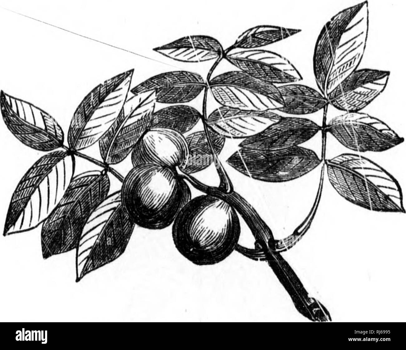 . L'Forester's illustrated guide [microform]. Les forêts et la foresterie ; Forêts et sylviculture. ILLUSTIUTED GUIDE. 81 année. La semence, une centaine à la livre, peuvent être semées à l'automne, ou preseVA^ed jusqu'au printemps dans le sable humide, conservés au frais. Sow exactement comme indiqué pour l'hickory, et de couper le robinet-racine de la même façon : le résultat de ce traitement, seront identi-lt ;'al dans les deux cas. À. 63, feuilles et les noix de noyer noir. faire cette opération le plus clair, j'offre un fra-raving no *70, p. 85, d'un chêne avec son robinet-racine, l'autre, n° 71, p. 86, la même sans le robinet-racine ; et Banque D'Images