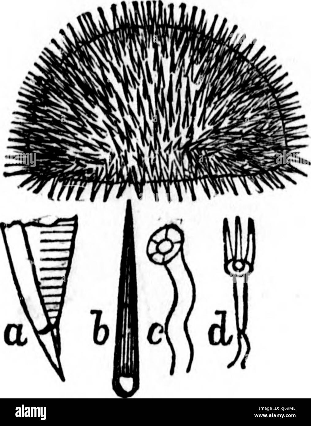 . Manuel de zoologie [microforme] : avec des exemples d'espèces canadiennes, récentes et combustibles :. Zoologie des invertébrés ; ; ; Zoologie Invertébrés. 98 PROVINCE RADIATA. Fig. 76.. Echinus. DKOBAciiiHNSis-Tadoussac-réduit. (") Partie de la mâchoire. (Ft) de la colonne vertébrale. (C) un tube à pied, élargie. (D) Pedicellaria, agrandi. suckers à leurs extrémités. Il y a également entre- mélangé avec de nombreuses épines le pedicellarige à trois branches. La bouche est à la base de la sphère, et est meublé avec une singulière appa- ratus de cinq mâchoires, chacune avec un burin en forme de dent, l'ensemble de la réunion en un point et a travaillé par de nombreux muscl Banque D'Images