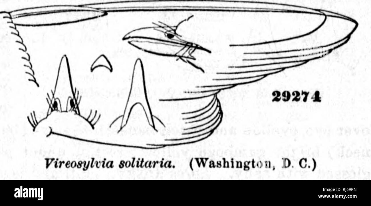 . Examen des oiseaux de l'Amérique dans le Musée de l'Instution Smithsonian. [Microform]. Les oiseaux sauvages, oiseaux. a/- V1EE08YLVIA. 347 TireosylTia solitaria. Muscicapa solitaria, WiLS. Am. L'ONR. II, 1810, 143, pi. xvii, fig. 6.â. Solitaritts Viréo, Vieill. Nouv. Diot. XI, 1817.âAvd. Orii. A34, I, pi. 23.âIb. Oiseaux Am. IV, 1842, pi. 239.âCassin, Pr. A. N. Sc. 1851, 150.âScLATER, P. Z. S. 1856, 298 (Cordova) ; 1859, 3ti3 (Jalapa) ; 375 (Oaxaca ?).âIb, CATAL. 1861,42, no. 255 ?âSclater &AMP ; Salvin, Ibis, 1860, 31 (Guatemala).âCab. .Lour. Malade, 408 (Cuba). ÂGuNDLACH, cabine. Jour. Cuba (1861,324 ; très rare).â Vireo Banque D'Images