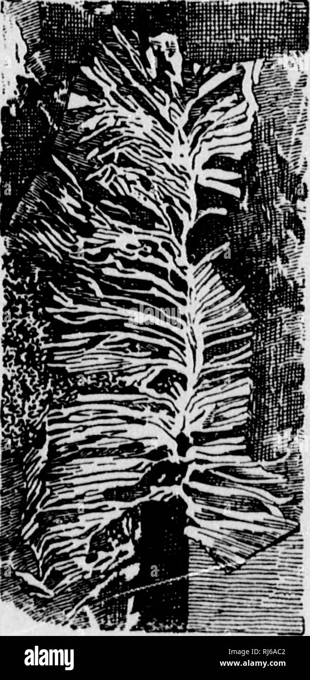 . Quelques points saillants dans la science de la terre [microform]. La géologie, la paléontologie, géologie, paléontologie. &Gt ; ii Fig. 2. Fig.. Veuillez noter que ces images sont extraites de la page numérisée des images qui peuvent avoir été retouchées numériquement pour plus de lisibilité - coloration et l'aspect de ces illustrations ne peut pas parfaitement ressembler à l'œuvre originale.. Dawson, J. W. (John William), Sir, 1820-1899. Montréal : W. Drysdale Banque D'Images