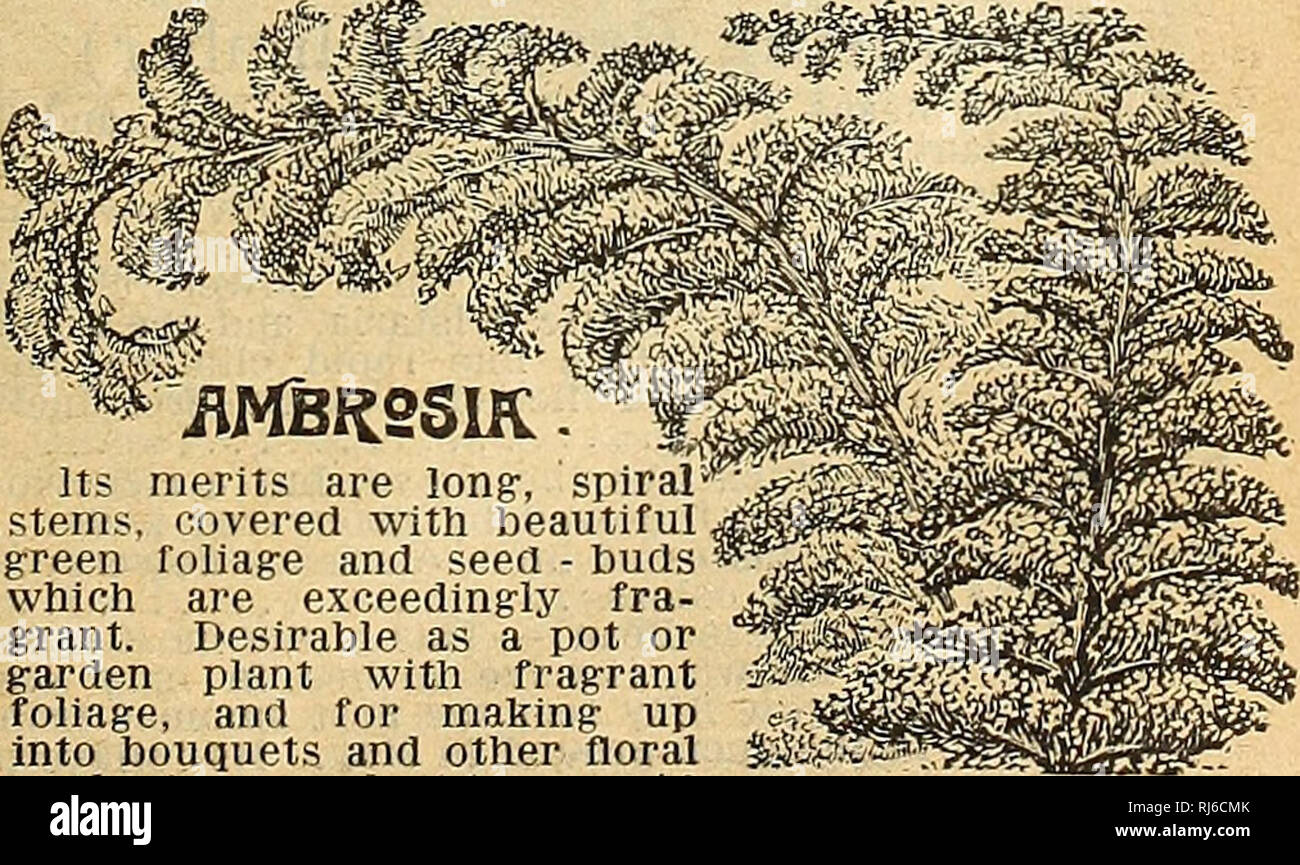 . Childs' fleurs rares, légumes et fruits. Catalogues commerciaux ; les graines forestières (Horticulture) ; Catalogues Catalogues Catalogues de graines, fleurs, légumes, fruits Catalogues Catalogues ; John Lewis Childs (Cabinet) ; catalogues commerciaux ; pépinières (Horticulture) ; les graines, fleurs, légumes, fruits. Un propre, à croissance libre vine atteindre dix à quinze pieds, portant des grappes de fleurs délicates et nombre de gros, rond, gonflé les bourgeons. L'effet est le plus étrange et curieux. Il est en tout point un très at- traction de Brugmansia arborea (10 vigne Maison et Jardin) Une plante haute de trois pieds avec vingt ou trente pend Banque D'Images