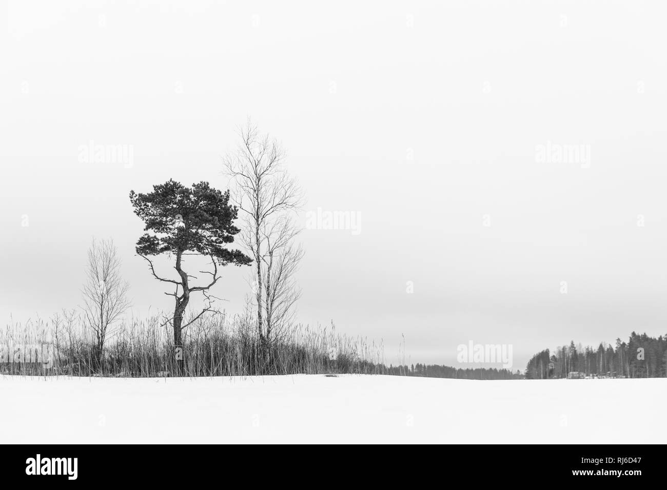 Finnland, Siamaa-Gebiet, Landschaft mit Schnee und Bäumen im Winter Banque D'Images