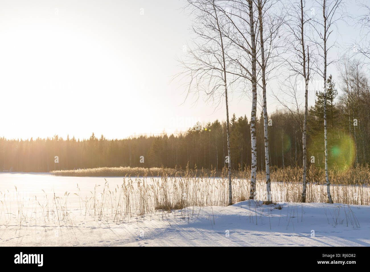Finnland, Birken mit Schnee und Sonne auf Voir Banque D'Images