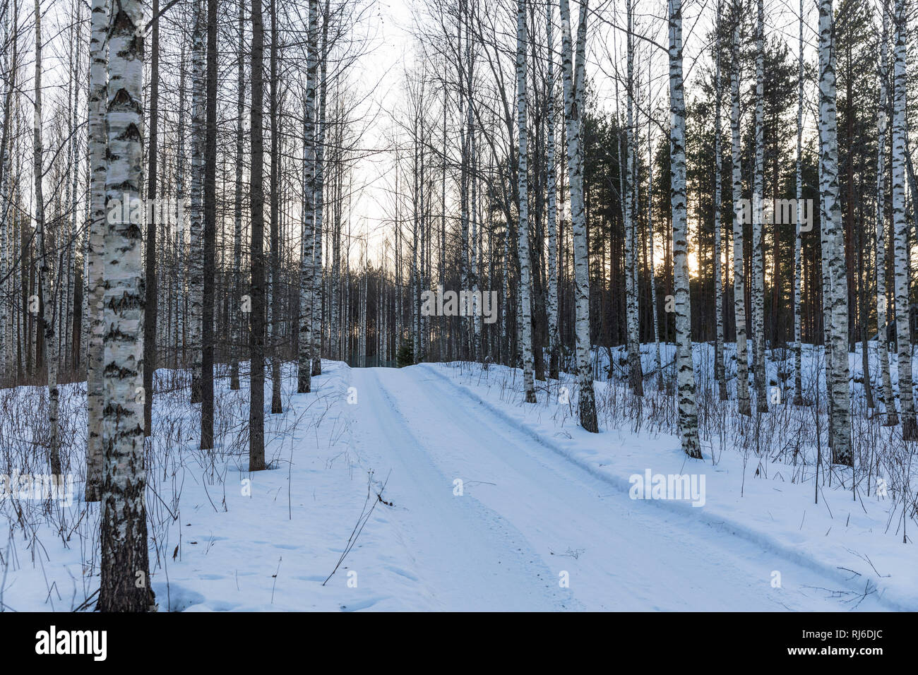 Finnland, Straße im Wald mit Birken im Winter Banque D'Images