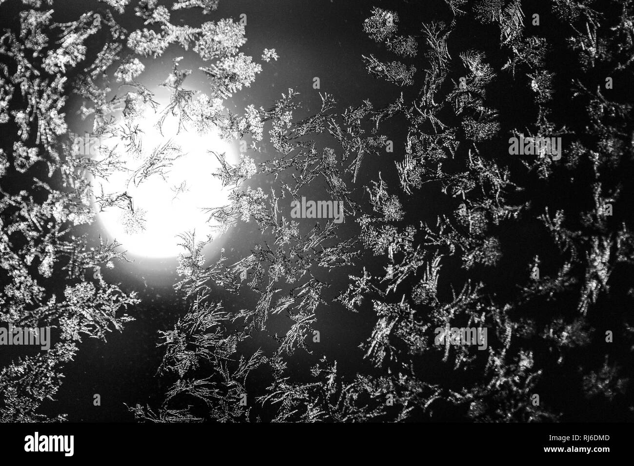 Dans Eisblumen Schwarz-Weiß Banque D'Images