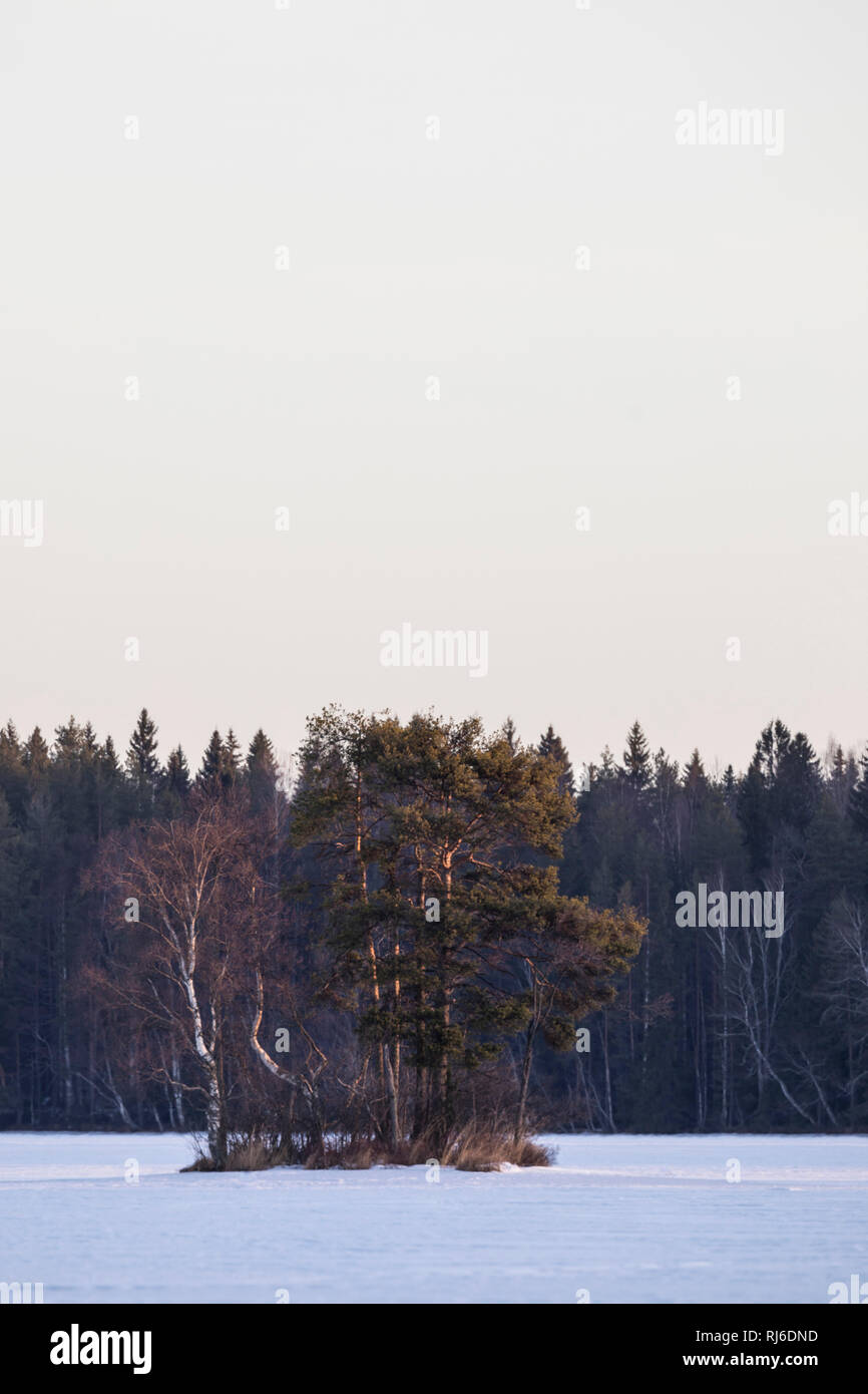 Finnland, Saimma-Gebiet, Insel mit Kiefer dans Morgensonne im Winter Banque D'Images