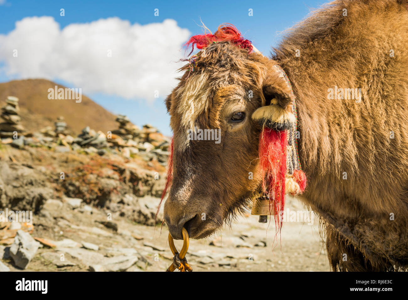 Tibet, Yak suis Voir Yamdrok Tso Banque D'Images