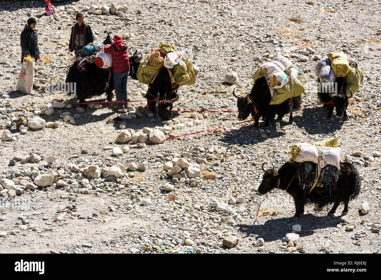 Tibet, das Basecamp des Mont Everest, Yaks brechen zu einer Expedition auf Banque D'Images