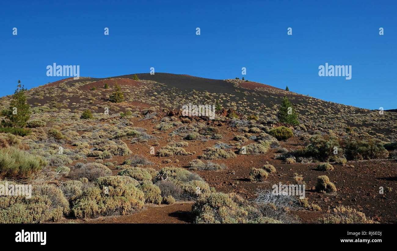 La végétation endémique au Parc National du Teide, l'insolite paysage de Montana Samara, avec vues vers Pico del Teide et Pico Viejo, Tenerife, Espagne Banque D'Images