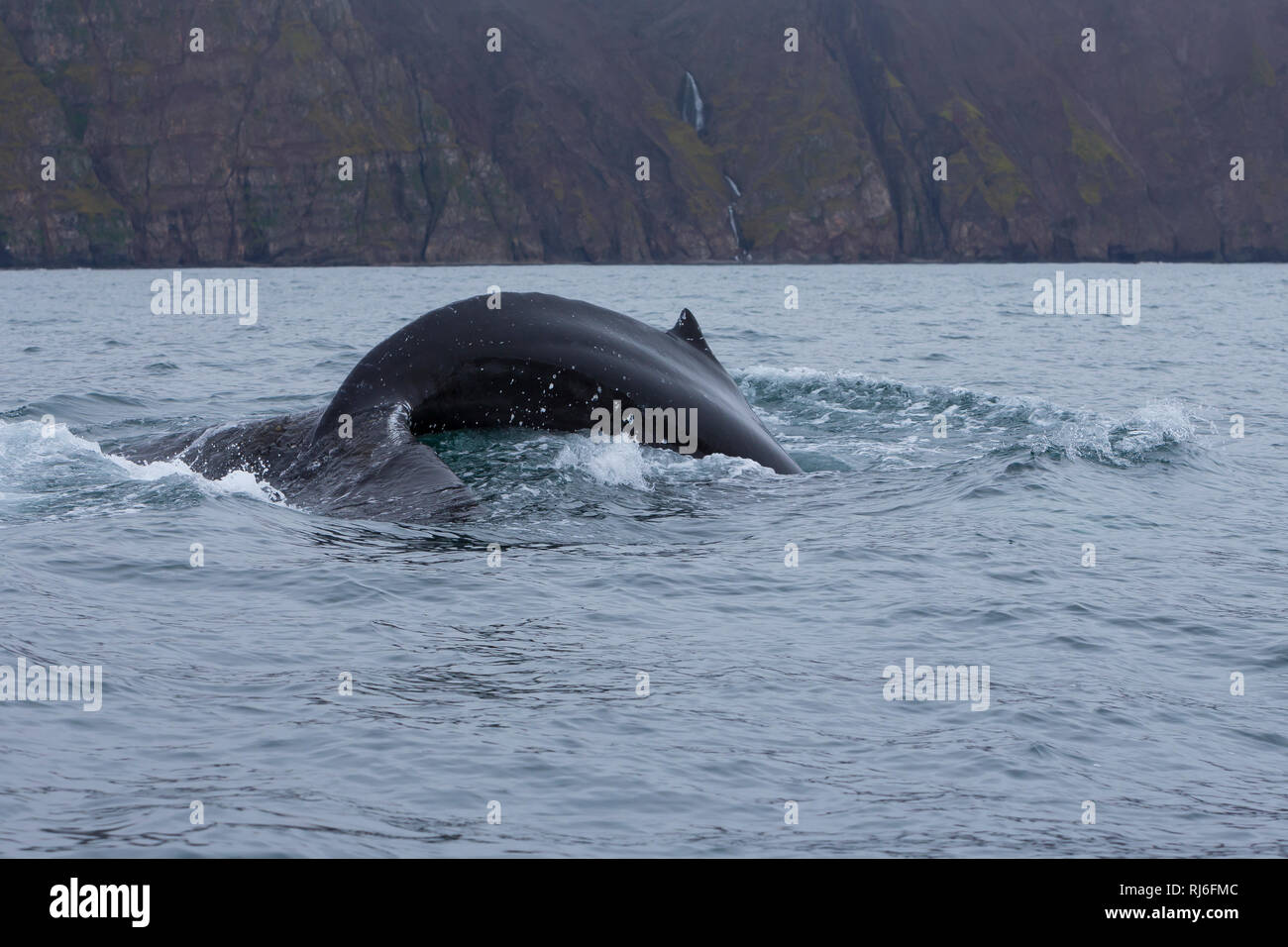 Buckelwal, Finne und Fluke, Buckel-Wal, Wal, Wale, Megaptera novaeangliae, baleine à bosse, la nageoire dorsale et Fluke, La baleine à bosse, mégaptère, la la Banque D'Images