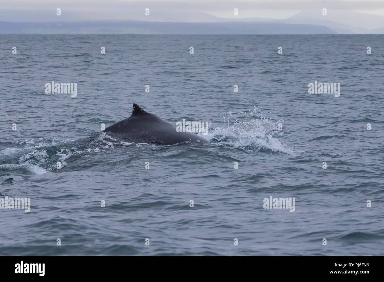 Buckelwal Buckel-Wal, Finne,, Wal, Wale, Megaptera novaeangliae, baleine à bosse, la nageoire dorsale, la baleine à bosse, la mégaptère, la jubarte, la rorqual Banque D'Images
