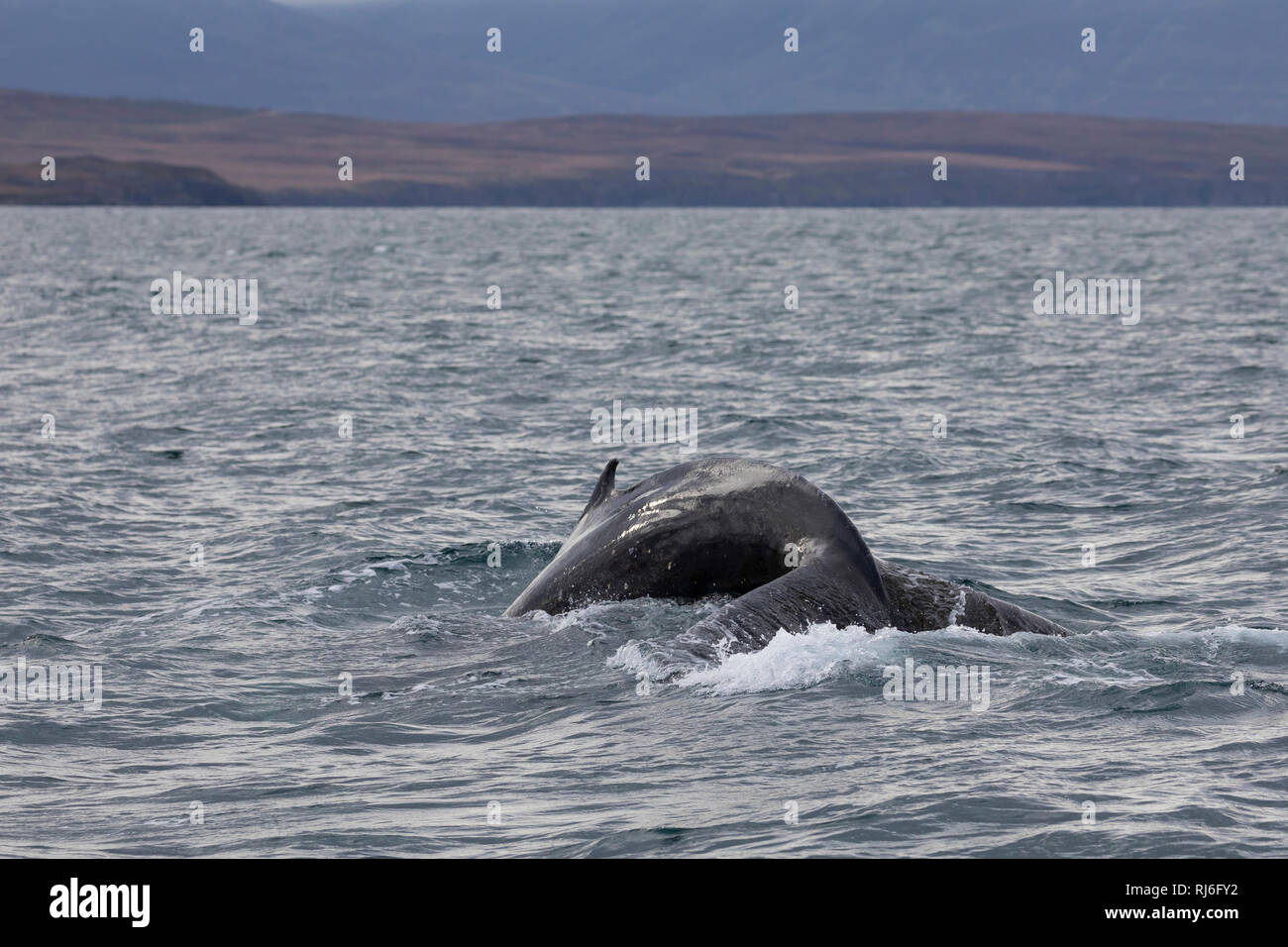 Buckelwal, Finne und Fluke, Buckel-Wal, Wal, Wale, Megaptera novaeangliae, baleine à bosse, la nageoire dorsale et Fluke, La baleine à bosse, mégaptère, la la Banque D'Images