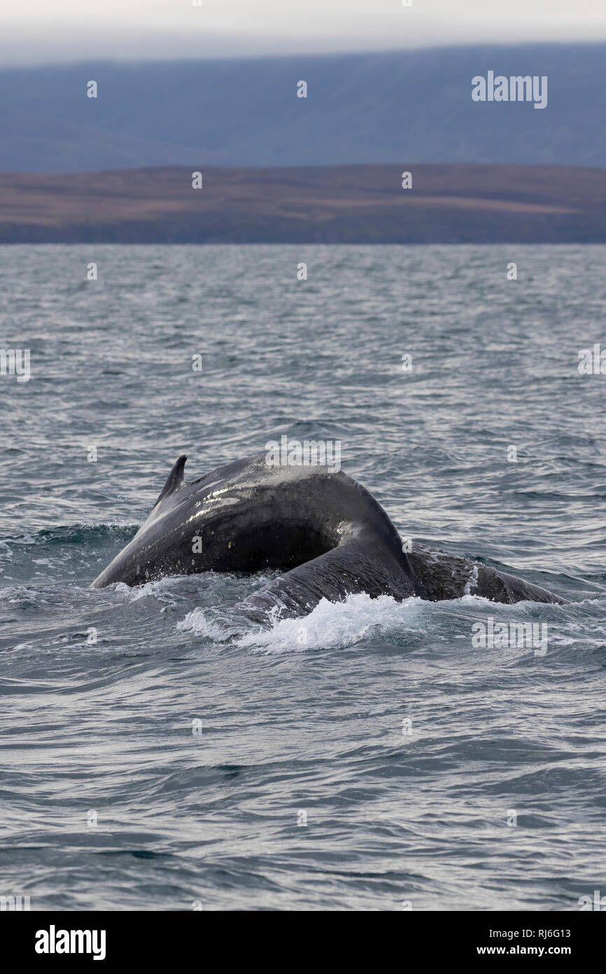 Buckelwal, Finne und Fluke, Buckel-Wal, Wal, Wale, Megaptera novaeangliae, baleine à bosse, la nageoire dorsale et Fluke, La baleine à bosse, mégaptère, la la Banque D'Images