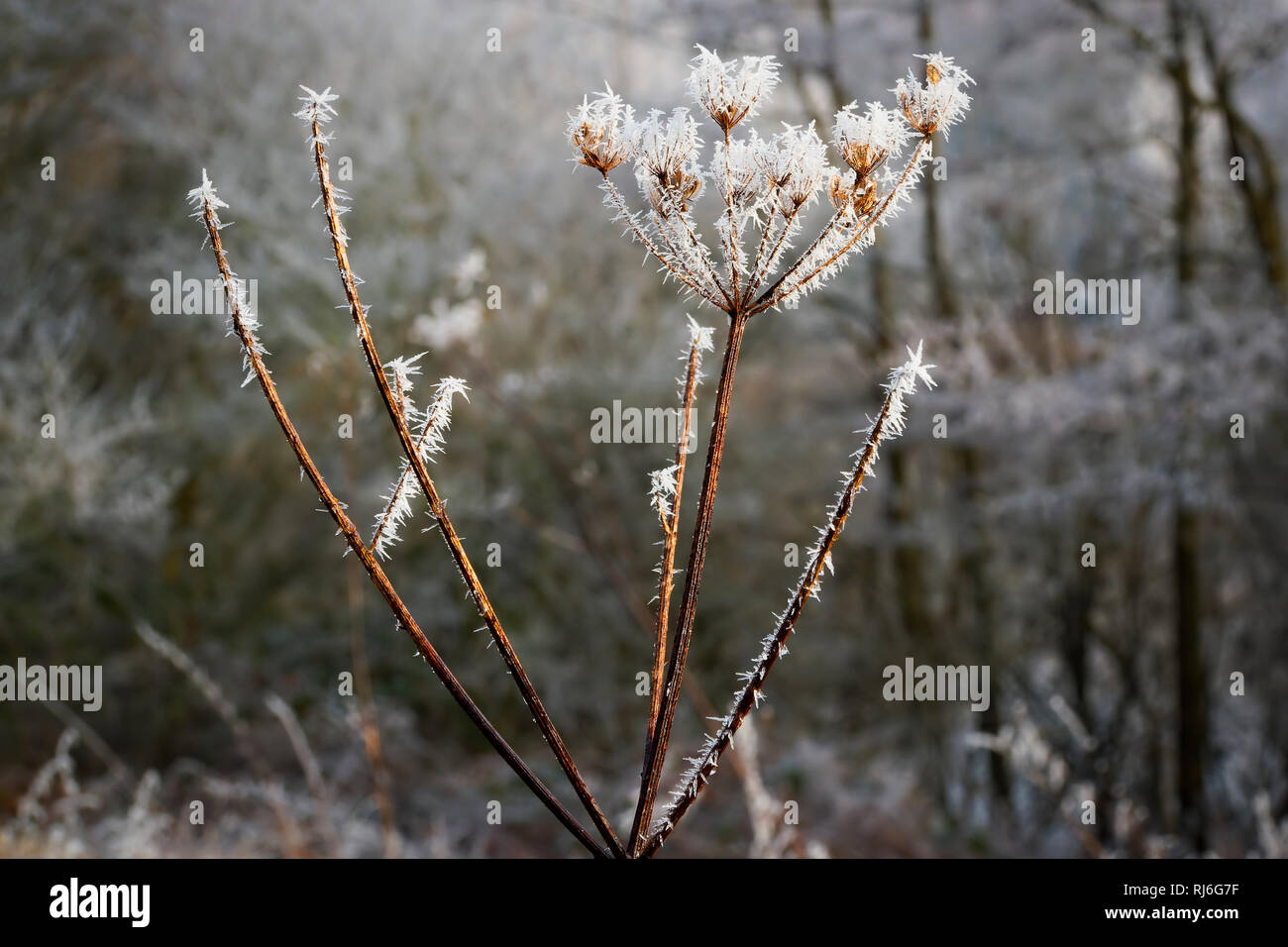 Close up de cristaux de glace hérissés sur un persil sauvage fleur formée par une forte gelée. Banque D'Images