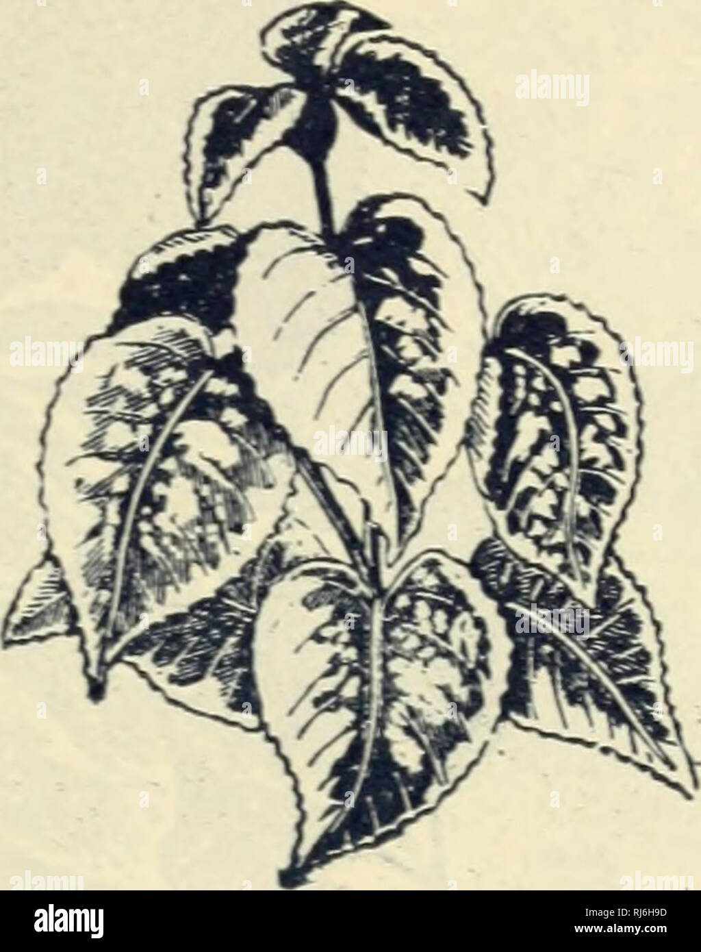 . Choix des graines de fleurs. Graines de fleurs graines ; Catalogues Catalogues ; Graines de catalogues. K. Danville, Tt., octobre 14, 1596.-"les graines de fleurs que vous m'avez envoyé a réussi bien, particulièrement le Thlaspi et Pansier." a. Même Wxbb S... Coléus. De nouveaux hybrides français COLÉUS. Ces plantes à feuillage ornemental avec leurs riches colorants sont universellement connu et admiré. Bien que les plantes vivaces, atteindre la perfection de la première année. Lire le témoignage ci-dessous et voir "comment peu d'un beau lit de Coleus besoin coût. Dix-huit variétés pour 6 cents ! Choic- est le français et les plantes hybrides beautifu Banque D'Images