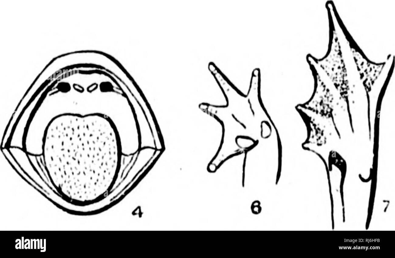 . L'Batrachia of North America [microform]. Les amphibiens ; Amphibiens. 12 Remplir. 70. Sjiid liiiiiiiiiiiiulii iiilcriii iiitiiiiti «. No l(i:ijii. J'l. Walla Wnllii ; [. Il représente le fichier .S. Plus uortherii Iinmiiiontli en régions, et de l'ossification crânienne complète et une plus grande taille de la marquer comme un plus pleinement devel o2)é la forme. J'ai trouvé cela Biifo coUonbicitsis associées avec dans un étang près de tlu^ rive du lac Pyramid. Comme d'autres pays alliés s["ecies, c'était très bruyant, obscurcissant presque' la voix du moins véhéments liido.. Veuillez noter que ces images sont extraites de la page numérisée des images, qui peuvent Banque D'Images