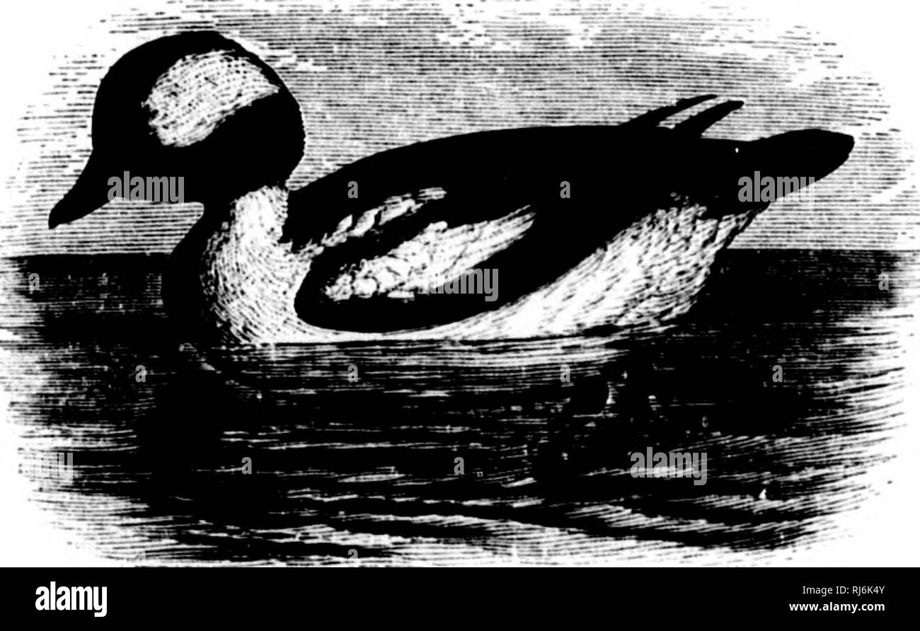 . Les oiseaux de l'eau d'Amérique du Nord [microforme]. Les oiseaux ; les oiseaux d'eau ; Oiseaux ; oiseaux aquatiques.  !  ! LAMELLIROSTRAL ANSERES 48 nageurs â. Clangula albeola. Le buffle À TÊTE BLANCHE ; BTTTTEB-SOUS CAUTION. Anas albeola, Linn. S. N. cd. 10, I. 1758, 124 ; éd. 12, I. 1766,199. Â Wils. Am. Om. VIII. 1814, 51, pi. 62, fig. 2, 3. Faligula albeola, BuNAi'. Synop. 1828, 394. Â Nutt. L'homme. II. 1834, 445.âAud. L'ONR. Biog. IV. 1838, 217, pi. Syiiop ; 225. 1839, 293 ; B. Am. VI. 1843, 369, pi. 408. Clangula albeola, Siephens, Shaw's Gt'ii. Zool. XII. ii. 1824, 184. ÂSv. &Amp ; riche. F. B. A. II. 1831, 458. - EiDGW. N Banque D'Images