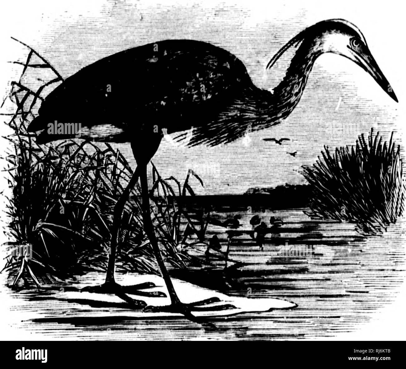 . Les oiseaux de l'eau d'Amérique du Nord [microforme]. Les oiseaux ; les oiseaux d'eau ; Oiseaux ; oiseaux aquatiques. AUUEID.E - 'Tin : IIKHOXS - ARDEA. 6 ubt&gt ; narines et sli ;,'litl.v Pour nntorior Miildlo* apex malar tlif toe plus timn tliu demi-iibout etiuiil, tarse et d'Ijari iorlioii tiliia' |de l'orteil ; atteindre, ahniit niiddle' à l'avant-dernier de l'piialanx du milieu intérieur ; toe toe décidément plus courte, reaehinj ; seulement à la deuxième articulation de l'orteil du milieu ; hallax^ un peu lon, que l'er phalange basale de la face externe de la TOE ; griffes plutôt ehort,. A. herodias fortement courbé. Avant de tarsu Banque D'Images