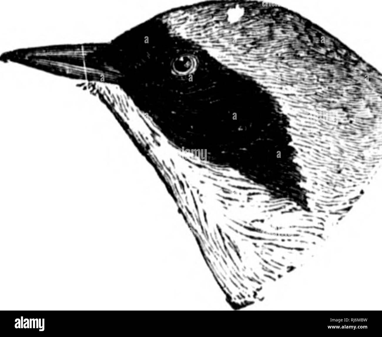 . Les oiseaux de l'Est de l'Amérique du Nord connu pour se produire à l'est de la quatre-vingt-dixième méridien [microform]. Les oiseaux sauvages, oiseaux, Oiseaux, oiseaux. MNIOTILTIDyE LA FAMILLE. -Parulines. 281. Partie 6. Les espèces suivantes ont la gorge jaune ; ventre, pas yel- basse ; pas de blanc sur la queue : - Tliroiit brijilit sliiiiliuji, jaune ; ; à blanchâtre ou olivt ! Sur hclly lorchciid iiiid ; côtés de hoad, noir (mâle) ; pas de noir sur la tête (femelle), aile, pas plus de queue. Paruline masquée du Maryland. Geotfilyjiis tricli(i !&Lt ;. Voir No 5-22. La gorge, .shovin tinjje urccnish- faible de yi'llowi la gorge et les côtés du corps, près de Haineuolo Banque D'Images