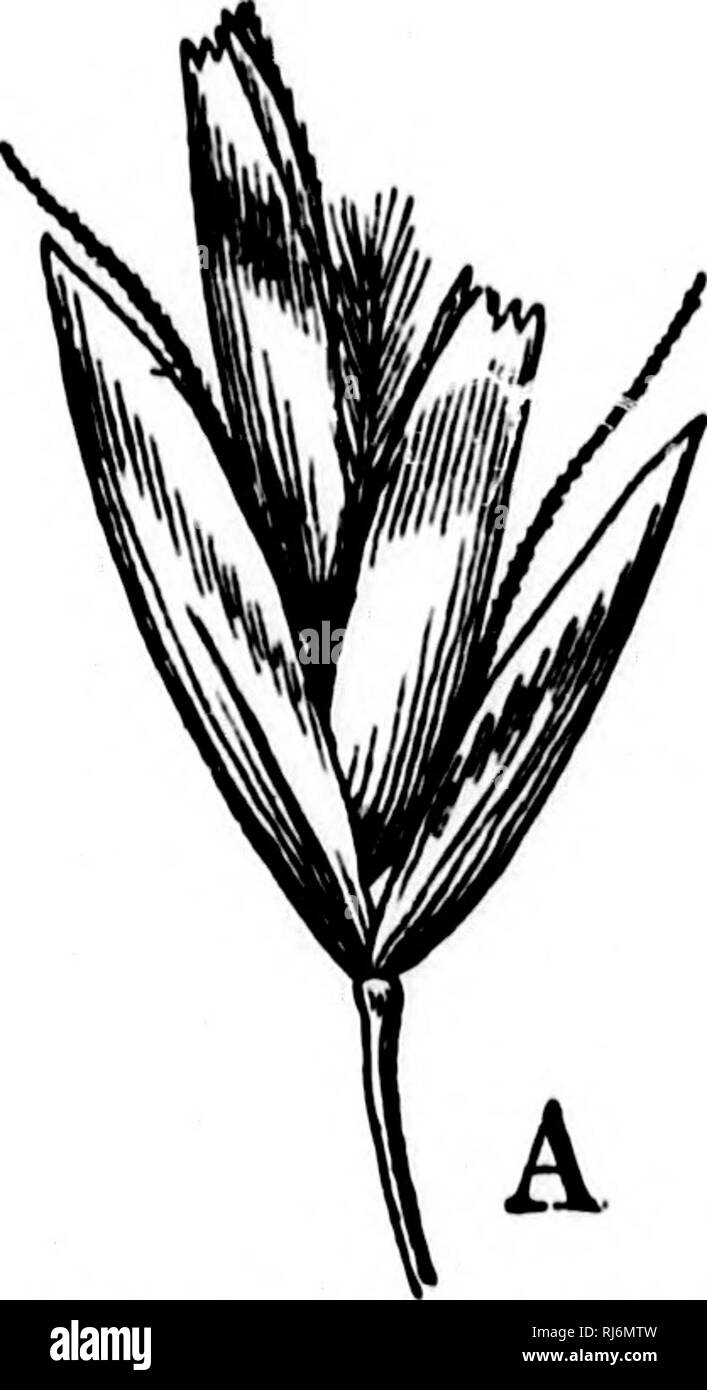 . Les herbes d'Amérique du Nord [microforme] : les herbes classés, décrites et illustrées de chaque genre, avec des chapitres sur leur répartition géographique et une bibliographie. Les plantes fourragères graminées ; ; graminées ; Plantes fourragères. Cela a été confondu avec I), calycina Presl, qui voir. 6. D. osespitosa Beiuiv (L.). Agrost. Itl, /. JS, f. 3 (1812). L'Aira ccpspitosa j. Sp. PI. 64 (1753). Il y a un très grand nombre d'autres synonymes. Un tul'tcd pérenne, 60-120 cm. liigh. Ligule. sliort ou long et aigu ; plutôt stilf lames, plus de 30 à 50 cm. de long, 3 mm. de largeur ou moins, souvent Hat, profonde Banque D'Images