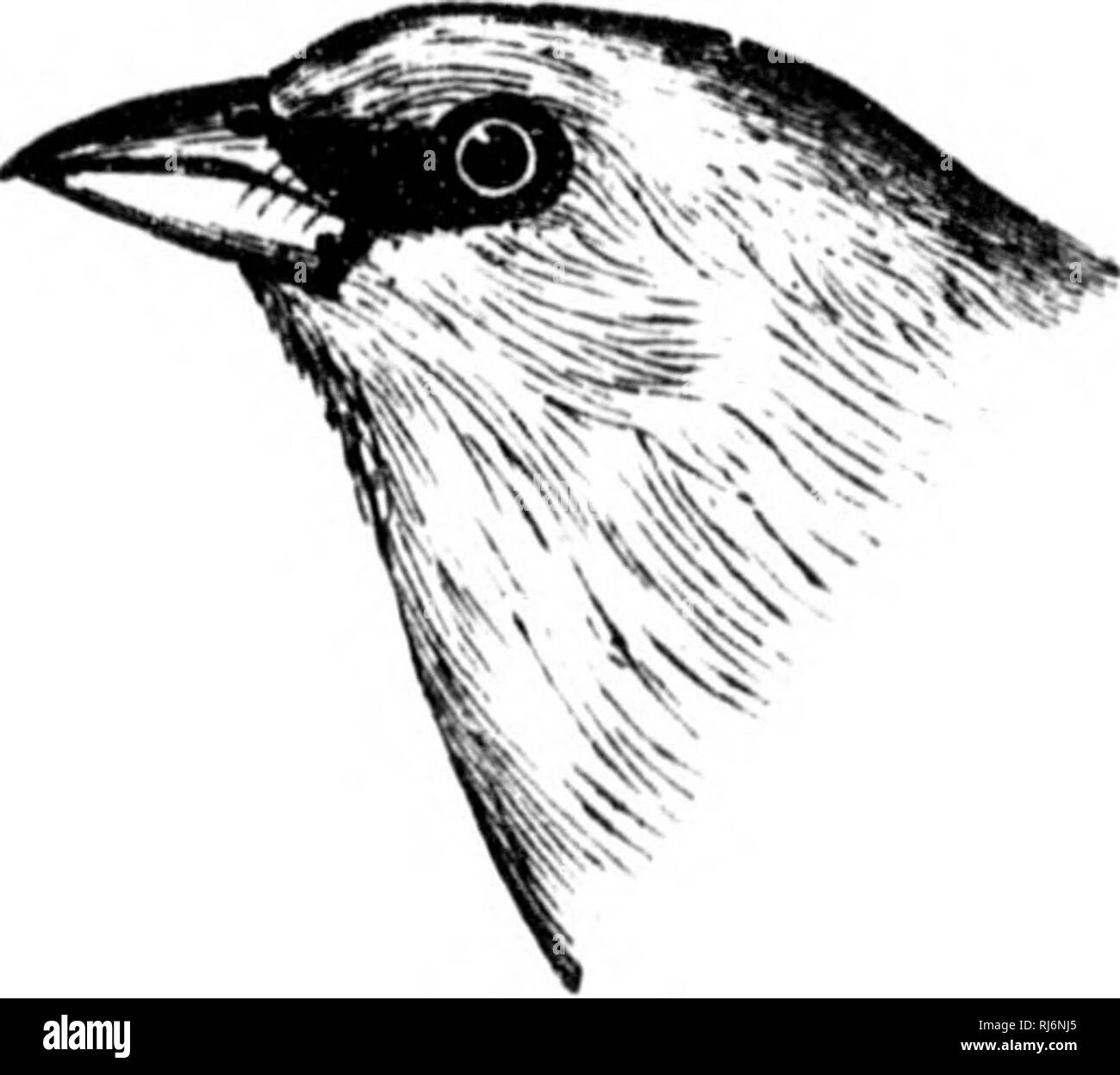 Les Oiseaux De Lest De Lamérique Du Nord Connu Pour Se