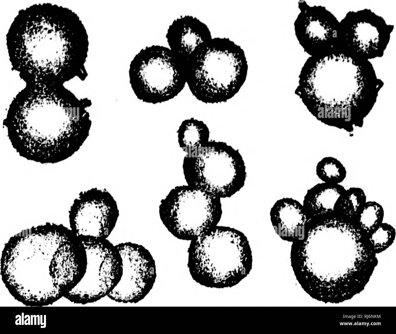 . Reliques de la vie primitive [microforme] : début de la vie dans l'aube des temps géologiques. La paléontologie, Paléontologie. u III j : )H 1^ 68 reliques OK J'RIMKVAL ou vie Cryptozoon'Eozoon (Fig. 17), et minutes de voiture- bonaceous fragments qui peuvent être des débris de mauvaises herbes ou de mer-{ Zoo)li)'tes. Dans les roches d'âge similaire aux États-Unis, Gresley a récemment découvert des terriers de ver, et en Bretagne il y a des lits de quartzite dans lequel Barrois et Cayeux beHeve qu'u. Fig. 16.-Cas/s de Foravnniferay Briltany de l'Huronien, (après de Cayeux.) Comparez avec Globigerinae sur Fig. 12 et Archaeospherinae, Figs. Banque D'Images