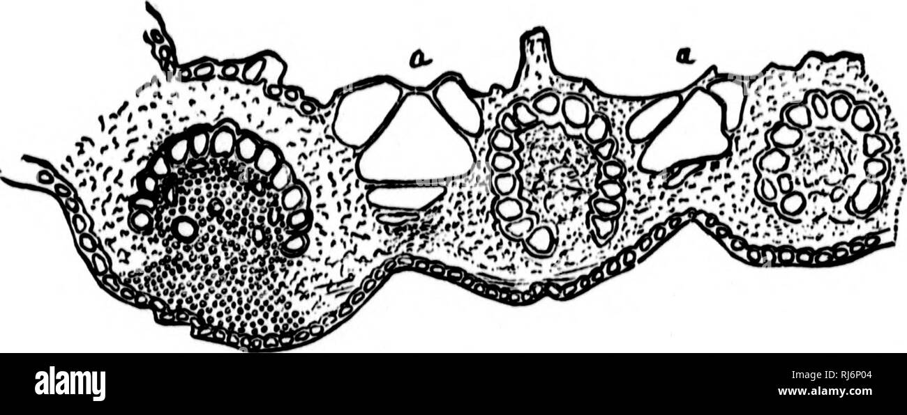 . Les herbes d'Amérique du Nord [microforme] : les chapitres sur la physiologie, la composition, la sélection, l'amélioration et la culture de graminées, de gestion des terres, de l'herbe aussi les chapitres sur les trèfles, insectes nuisibles et de champignons. Les plantes fourragères graminées ; ; graminées ; Plantes fourragères. Fio. .'51. -Partie de ii "i&gt ;('lioii^ Iciif Mniiroii fj de atmarrom sliowinu tlirco gruupa, bullifurui cullt lumu huile), uxttiudiutf iutu tlio biadu iur. 1 )(OU.-(Sudworth.). Fu}. 34.-partie d'une section, y compris la nervure principale, d'une feuille d'Cathesteehum sliowinK erectum, deux groupes d'buUiilorui^^ttiaduig u cella stt*tiers de la w Banque D'Images