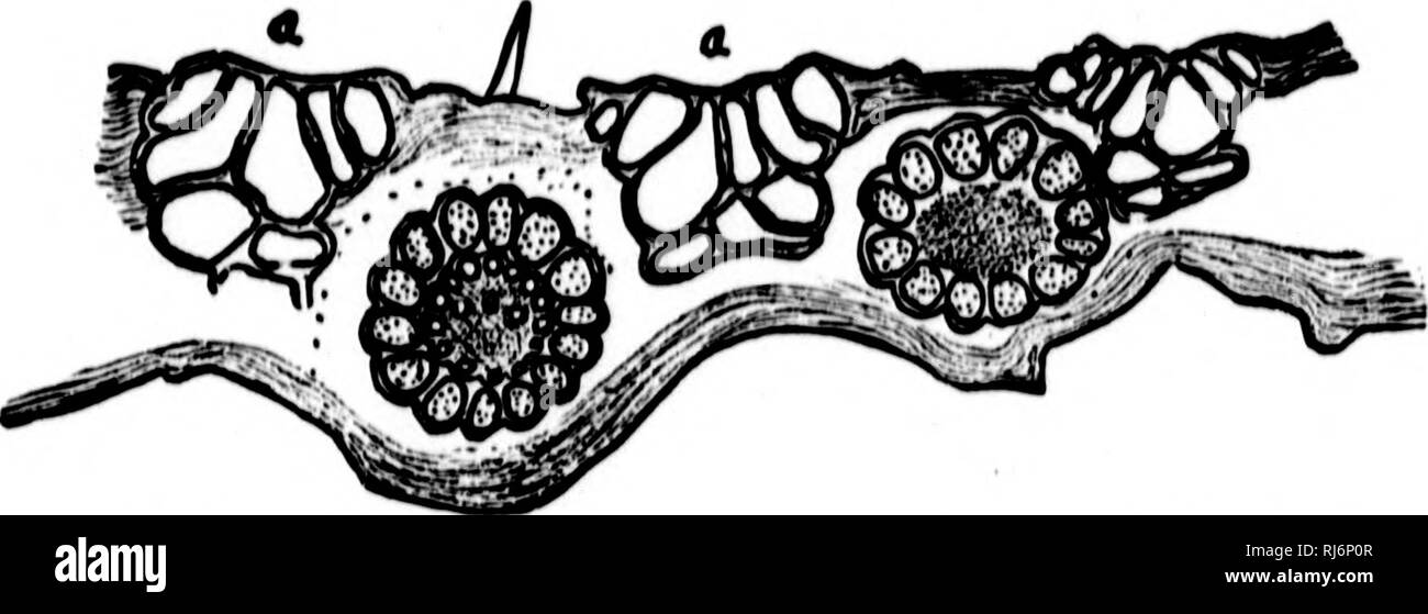 . Les herbes d'Amérique du Nord [microforme] : les chapitres sur la physiologie, la composition, la sélection, l'amélioration et la culture de graminées, de gestion des terres, de l'herbe aussi les chapitres sur les trèfles, insectes nuisibles et de champignons. Les plantes fourragères graminées ; ; graminées ; Plantes fourragères. BULLIFORM CELLH.. Fio. .'51. -Partie de ii "i&gt ;('lioii^ Iciif Mniiroii fj de atmarrom sliowinu tlirco gruupa, bullifurui cullt lumu huile), uxttiudiutf iutu tlio biadu iur. 1 )(OU.-(Sudworth.). Veuillez noter que ces images sont extraites de la page numérisée des images qui peuvent avoir été retouchées numériquement pour plus de lisibilité -. Banque D'Images