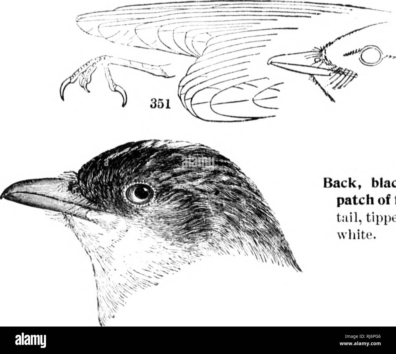 . Les oiseaux de l'Est de l'Amérique du Nord connu pour se produire à l'est de la quatre-vingt-dixième méridien [microform]. Les oiseaux sauvages, oiseaux, Oiseaux, oiseaux. TVKANNIDiE LA FAMILLE, -des moucherolles. 205 Groupe 6. Aile, 4,25 à 4,75 cm de long.. De retour, un patch noirâtre ; cachée de fiery rouge sur la queue ; la couronne, avec embout blanc ; hfliy, wliite. Oiseau roi. Tyrann",&Lt ; liim nus". Voir No ;M4. Retour, gris cendré terne ; un jiatch oratijie nf rt'(l (en couronne : queue, pas de blanc ; helly, whitt . Oiseau Roi gris. «Rijrannus dtnninit tnsis-Hee, no 345. Couronne et un dos ; gorge olive terne, gris, ventre et sous-caudales, yello Banque D'Images