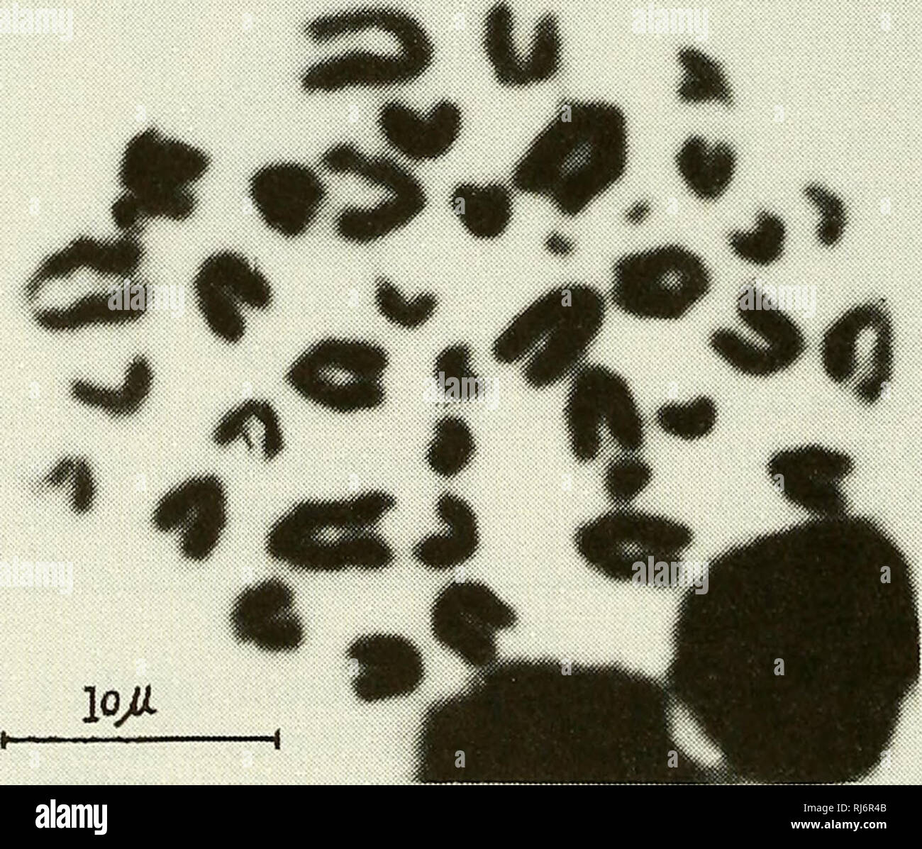 . Recherche herpétologique chinois. Les amphibiens, reptiles. 2, n° 2. p. 58 Recherche herpétologique chinois Avril 1989 10 11 12 13 14 15 16 17 est 19. Fig. 5. Les chromosomes de Takydromus septentrionalis. Il y a dix-huit paires de macrochromosomes acrocentriques et une paire de minichromosomes. Le caryotype des données provenant de 7 genres, 19 espèces de scincidés (Gorman, 1973) montrent que le nombre diploïde varient, y compris 24, 26, 28, 30, et 32 avec le ratio de M:m variables, allant de 8:20 à 12:12. En outre, le caryotype n'est pas facilement divisible en macro- et pour certaines essences microchromosomes Banque D'Images