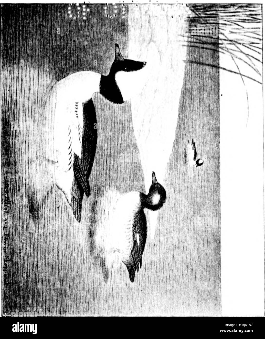 . La volaille sauvage des États-Unis et des possessions britanniques, ou, la Swan, oies, canards, harles et de l'Amérique du Nord [microforme] : avec des comptes de leurs habitudes, de nidification, migrations, et les dispersions, avec descriptions des adultes et des jeunes, et des clés pour l'identification de l'espèce : un livre pour les sportifs, et pour ceux désireux de savoir comment distinguer ces oiseaux, pourvu de et d'apprendre leurs façons dans leur nature. Les oiseaux aquatiques ; jeu et jeu-oiseaux, gibier d'eau, gibier. RPlBf 11 I I N â li 1 ! ',. -Ji ; 11 j3" ^^ ! ' J t -jl ':SfB :.-i . iAhm MP.. Pl Banque D'Images